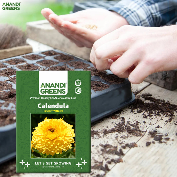Calendula Dwarf yellow flower seeds