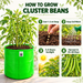 How to grow Cluster Beans in an Anandi Greens grow bag
