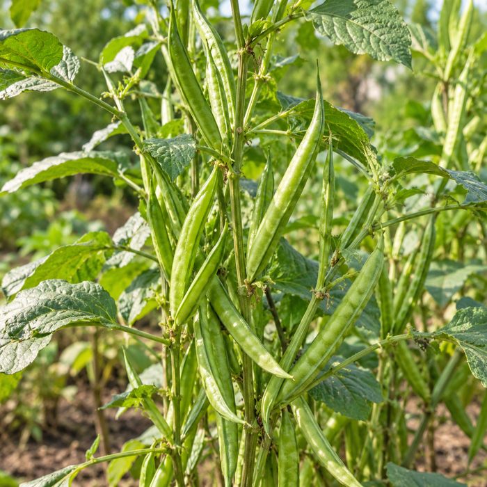 Original Cluster Beans crop growing naturally on the plant