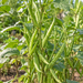 Original Cluster Beans crop growing naturally on the plant