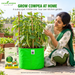 Illustrative gardener demonstration with cowpea in Anandi Greens grow bag