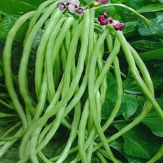 Green cowpea pods and flowers — representative crop image