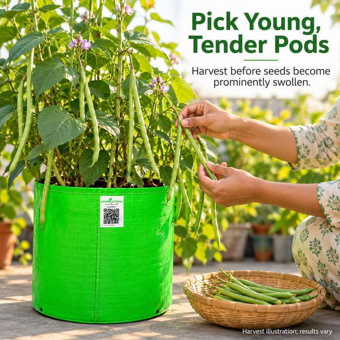 Illustrative guide to harvesting young tender cowpea pods