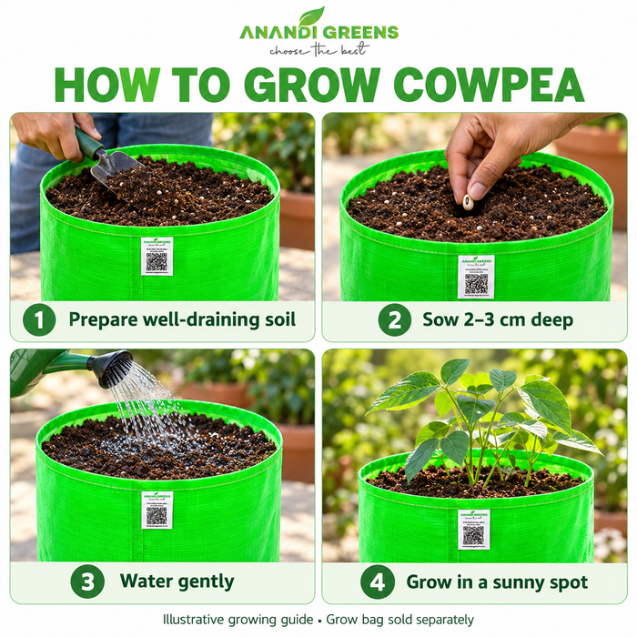 Illustrative four-step cowpea growing guide in Anandi Greens grow bag