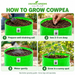 Illustrative four-step cowpea growing guide in Anandi Greens grow bag