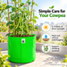 Cowpea sunlight watering and climbing support care guide