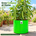 Illustrative cowpea plant in Anandi Greens HDPE grow bag