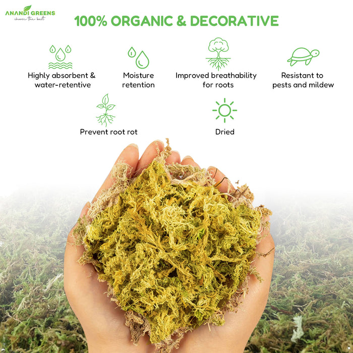 Close-up of natural dried moss grass fibrous texture