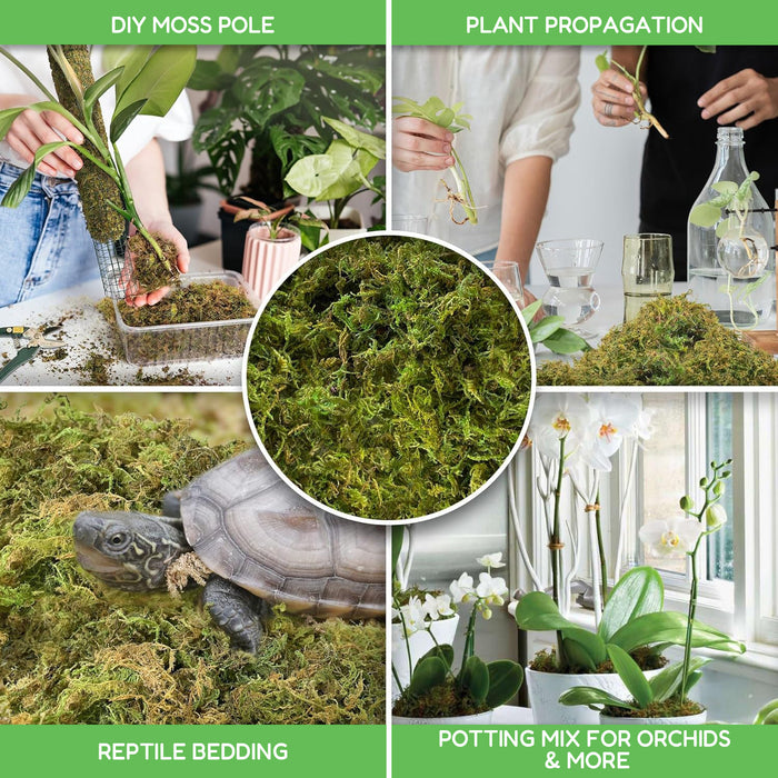 Dried moss grass used as organic mulch on plant pot surface