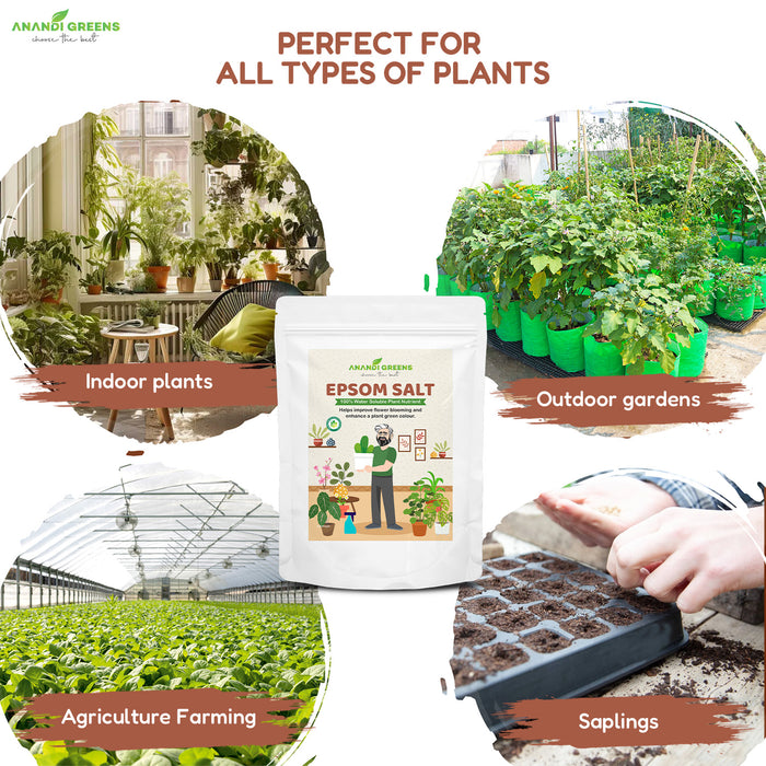 Epsom salt dissolved in water for foliar spray – use with organic fertilizer and neem cake fertilizer programme