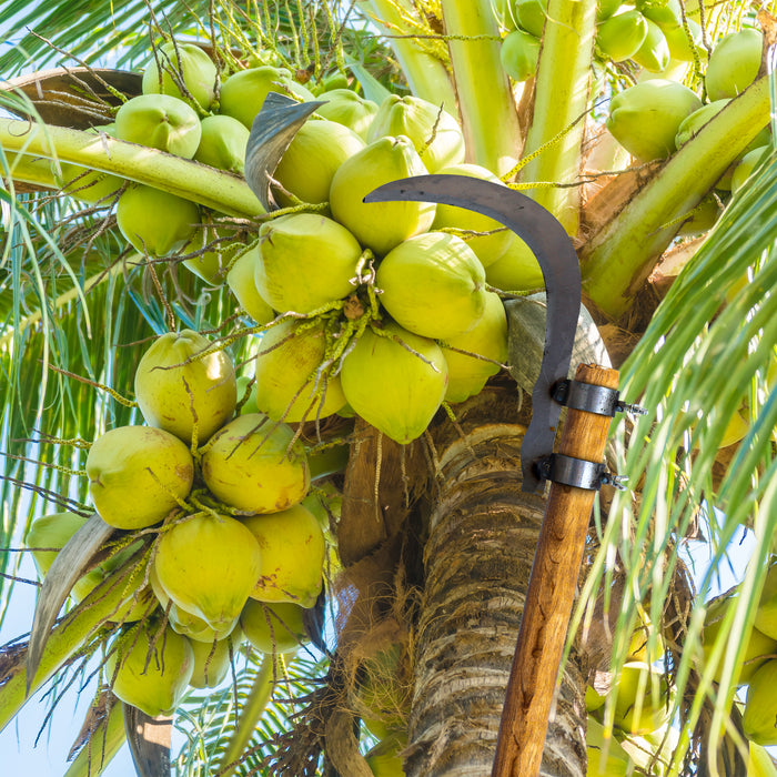 coconut plucker sickle tool attached to wooden pole for harvesting coconuts