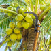 coconut plucker sickle tool attached to wooden pole for harvesting coconuts