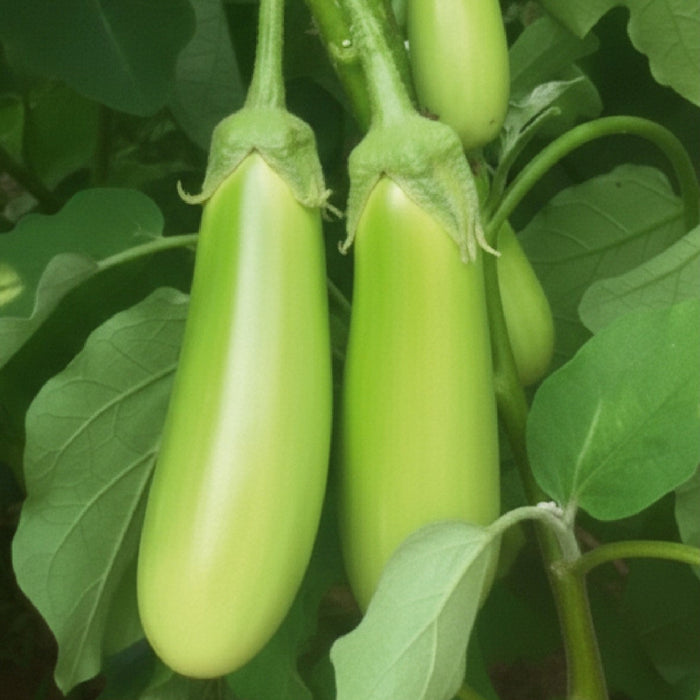 Brinjal Hybrid (बेंगन हरे लंबे ) Seeds F1 Hybrid