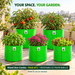 Anandi Greens Mixed Size Combo Pack of 5 — Terrace garden