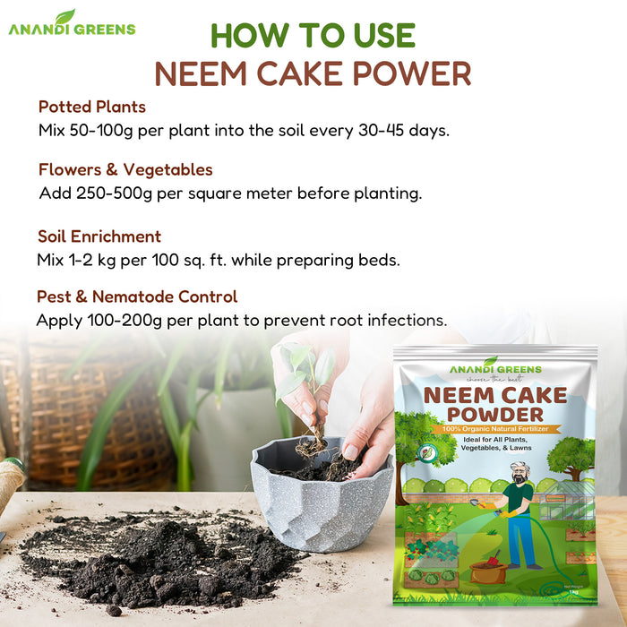Applying neem cake fertilizer around vegetable plants