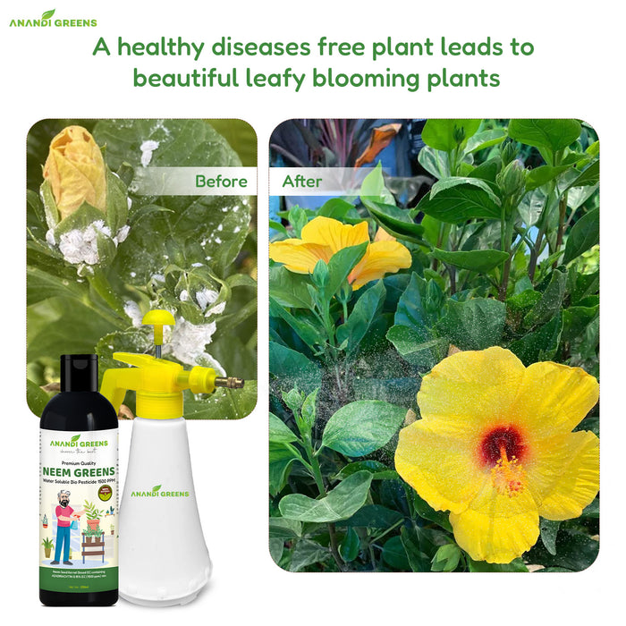 Applying neem oil 1500 PPM to treat mealybug infestation on potted plants