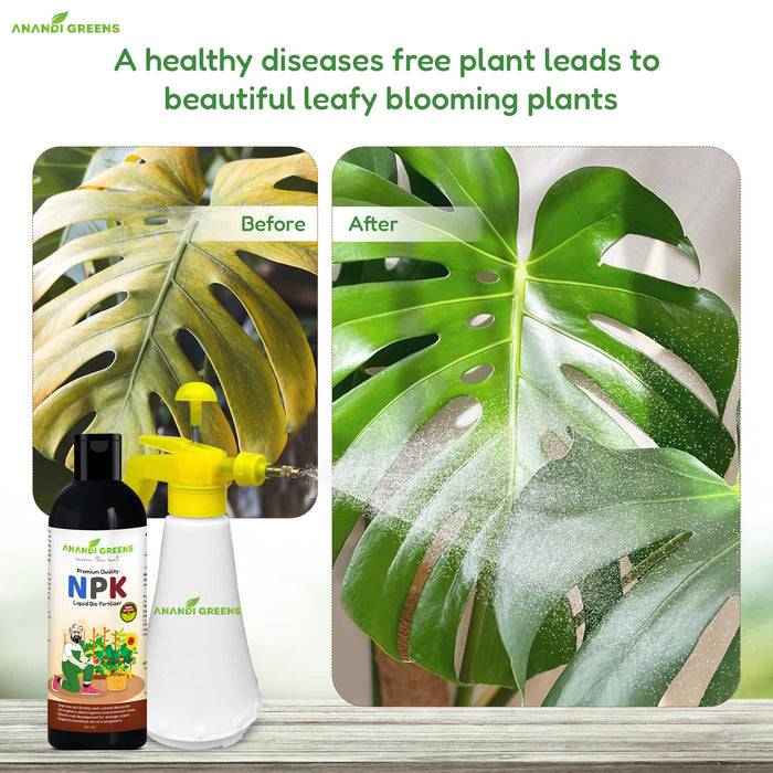 NPK organic fertilizer applied to tomato and chilli plants for bigger yields