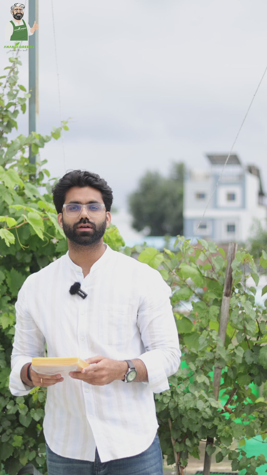 How to use Yellow Sticky Traps for Kitchen Garden