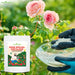 Applying rose mix organic fertilizer around rose plant base – alternate with neem cake fertilizer