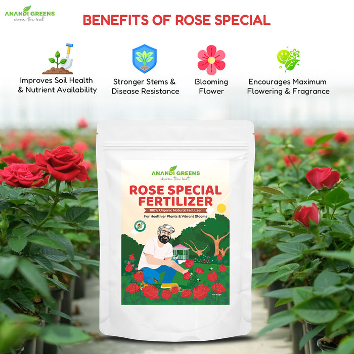 Applying rose mix organic fertilizer around rose plant base