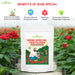 Applying rose mix organic fertilizer around rose plant base