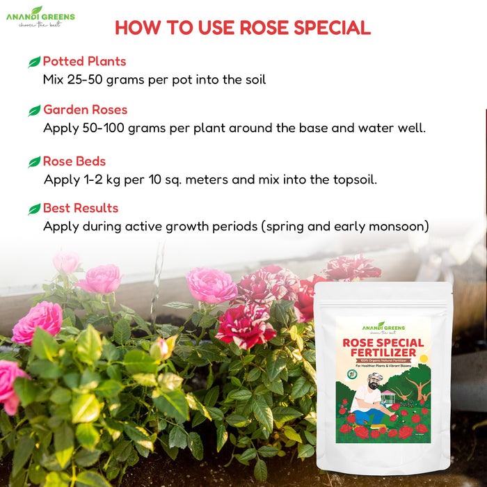 Rose plant with vibrant large blooms after rose mix fertilizer application