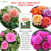 Rose mix fertilizer suitable for all rose varieties – hybrid, climbing, miniature
