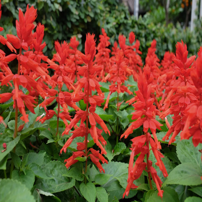 Salvia – Lighthouse Red F1
