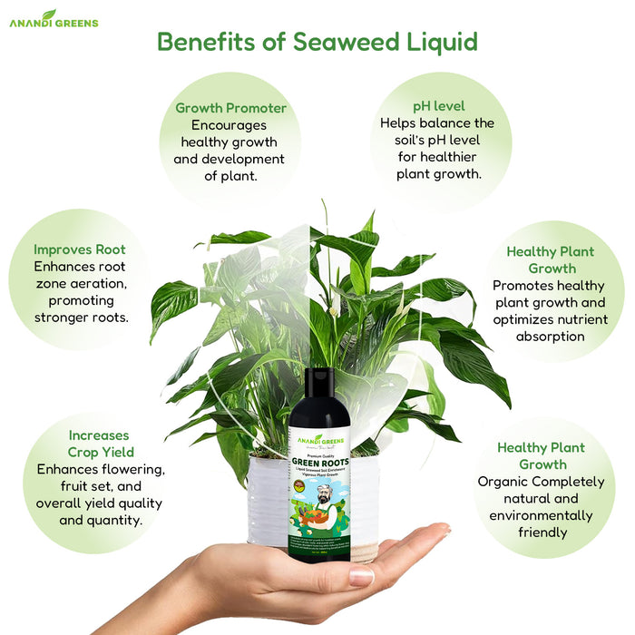 Using seaweed extract as transplant booster for seedlings – reduces shock