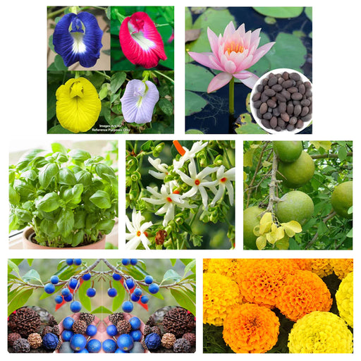 Lotus seeds, aprajita seeds,tulsi seeds, Bel patra seeds , रुद्राक्ष seeds , harsinger (Jasmine) seeds