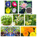 Lotus seeds, aprajita seeds,tulsi seeds, Bel patra seeds , रुद्राक्ष seeds , harsinger (Jasmine) seeds
